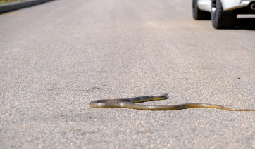 Belgrád: Homoki vipera a belvárosi aszfalton - A cikkhez tartozó kép