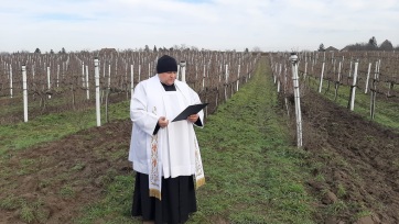 A homokon eddig jól telelt a szőlő  - A cikkhez tartozó kép