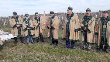 A homokon eddig jól telelt a szőlő  - A cikkhez tartozó kép