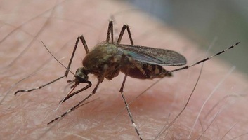 Megjelentek az első szúnyogok a világ egyik utolsó szúnyogmentes szigetén - illusztráció