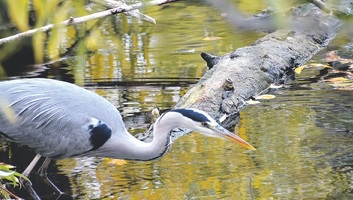 Képes Ifjúság (2025. november 19.): Egy kis diszharmónia - illusztráció