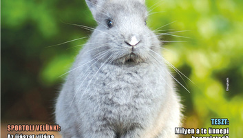 Jó Pajtás (2026 április 2.): Tojás, nyúl és tavasz - illusztráció