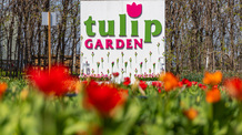 Idén is megnyitotta kapuit a tázlári TulipGarden Homokhátság - illusztráció