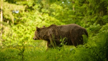 Két férfit sebesített meg egy medve a székelyföldi Kászonújfaluban - illusztráció