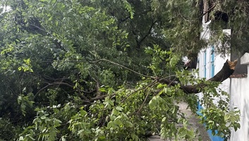 Fák dőltek ki, áramkimaradások voltak Topolyán - illusztráció