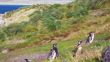 A Falkland-szigetek ismét a világpolitika színpadán - illusztráció