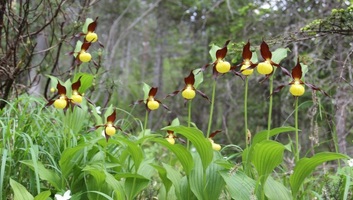 A Székelyföldön virágzik Európa leglátványosabb vadon élő orchideája, a boldogasszony papucsa - illusztráció