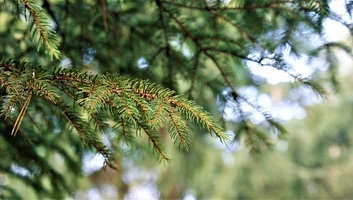 ATOMKI: A klímaváltozás előrehaladását jelzi a lucfenyők gyorsuló pusztulása Magyarországon - illusztráció