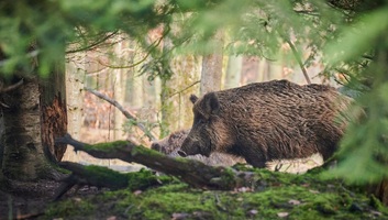 Az olasz állatvédők ellenzik a vaddisznók íjjal való vadászatát - illusztráció