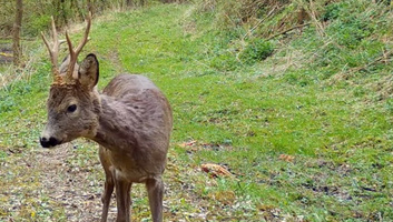 Lezárult a Kárpát-régió nagyragadozóinak védelmét szolgáló nemzetközi projekt - illusztráció