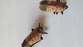 Megjelent a pöttyös lámpahordó-kabóca Magyarországon - illusztráció
