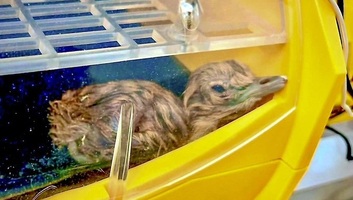 Történelmi pillanat: 10 év után született újra a világ legvédettebb madárfiókája Indiában - illusztráció