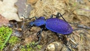 Új rovarfajt azonosítottak Szerbiában: Megjelent a nagy lila futrinka - illusztráció