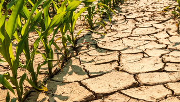 Az EU 21,5 millió eurót különített el bulgáriai, észtországi és magyarországi mezőgazdasági termelők támogatására - illusztráció