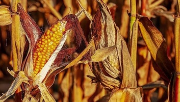 Az aszály miatt gyenge a szójatermés, hamarosan kezdődhet a kukorica betakarítása - illusztráció