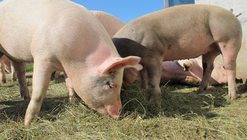 Glamočić a Szerbiai Sertéstenyésztők Szövetségével: Lehetővé tesszük a hízómalacok importját - illusztráció