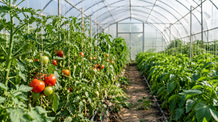 Kevesebb vegyszer, biztonságosabb élelmiszer - illusztráció