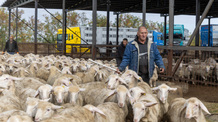 Újraindult a szerbiai bárányexport Izraelbe - illusztráció