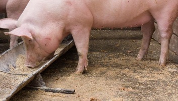 Az utolsó aktív sertéspestisgócot is felszámolták Arad megyében - illusztráció