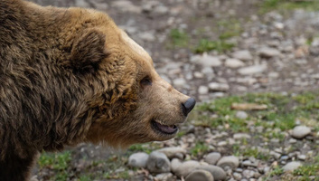 Újabb medvetámadás, ezúttal az erdélyi Maros megyében - illusztráció