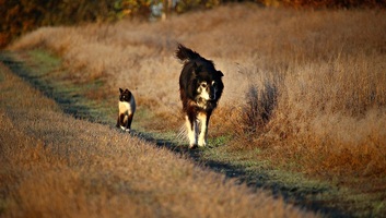 Az EP új szabályokat fogadott el a kutyák és macskák védelme érdekében - illusztráció