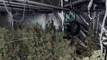 A rendőrség 100 tő marihuánát talált egy belgrádi férfi lakásában - illusztráció