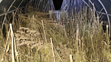 A rendőrség mintegy 200 kilogramm marihuánát foglalt le Loznicánál – egy férfit őrizetbe vettek - illusztráció