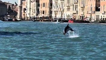 A velencei delfint megpróbálták máshova költöztetni, de visszatért a Canal Grandéra - illusztráció