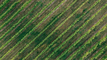 Drónok segítik a magyar gazdákat a szőlőkabóca elleni felderítésben és permetezésben - illusztráció