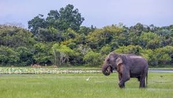 Elefánttámadásban meghalt egy magyar turista Srí Lankán - illusztráció
