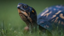 Fürdőzőkre támadt egy teknős Horvátországban - illusztráció