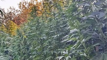 Kannabiszültetvényt találtak Újvidéken, két férfit őrizetbe vettek - illusztráció