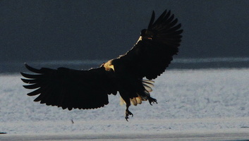 Madárparadicsom Pancsován: A Dél-Bánát kincsei - illusztráció