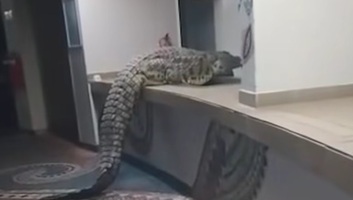 Négyméteres krokodil sétált be ételért egy zimbabwei hotel éttermébe - illusztráció