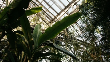 Új kutatás: a növények „hallanak”, tanulnak és emlékeznek - illusztráció