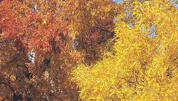 Képes Ifjúság (2025. november 5.): A jövő nem vár - illusztráció