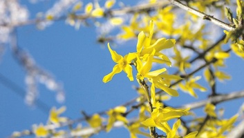 Képes Ifjúság (2026. április 22.): Csók a családnak - illusztráció