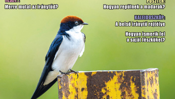 Jó Pajtás (április 16.):  A fecskék izgalmas világa - illusztráció