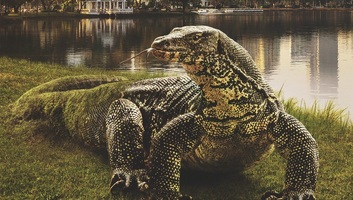 Sorozatpremier: Ázsia lenyűgöző világa a Dunán - illusztráció