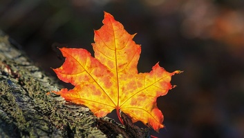 Napsugaras ősz: A hideg reggel után többnyire napos és meleg idő várható - illusztráció