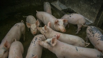 Rendkívüli helyzetet hirdettek három önkormányzatban az afrikai sertéspestis miatt - illusztráció