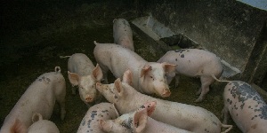 Rendkívüli helyzetet hirdettek három önkormányzatban az afrikai sertéspestis miatt - cikkhez fűződő kép