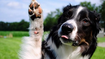 A kutyák gazdáik beszélgetéséből is képesek új szavakat tanulni - illusztráció