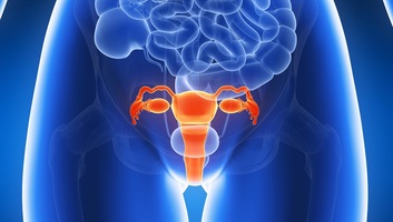 Új kutatás: A petefészek a menopauza után immunológiai szerepet kaphat - illusztráció