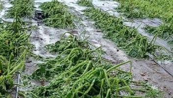 Elemi csapás kihirdetését kezdeményezi Topolya község - illusztráció