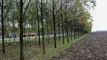 Tizenöt éve nincs átfogó program a vajdasági szélvédő erdősávok telepítésére - illusztráció